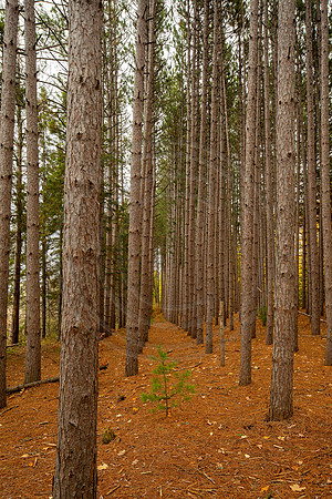 leelanau-1395